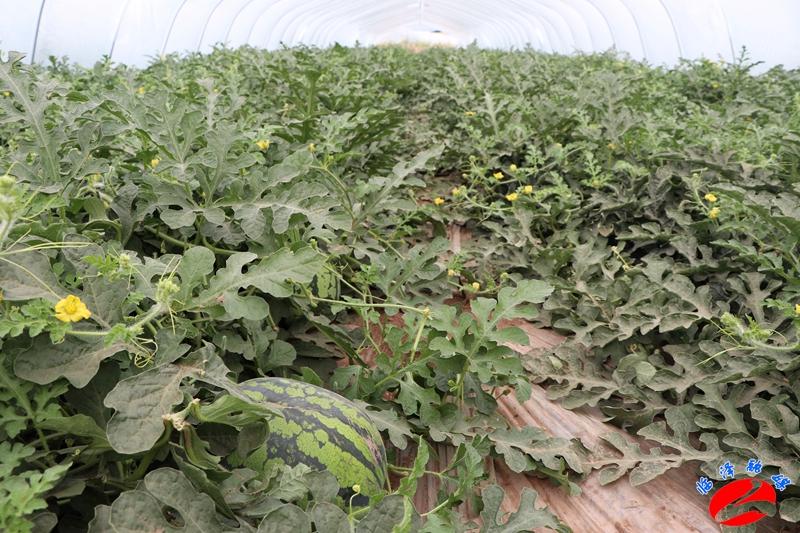 全國西瓜最新價(jià)格行情，綠色之旅探尋內心平靜