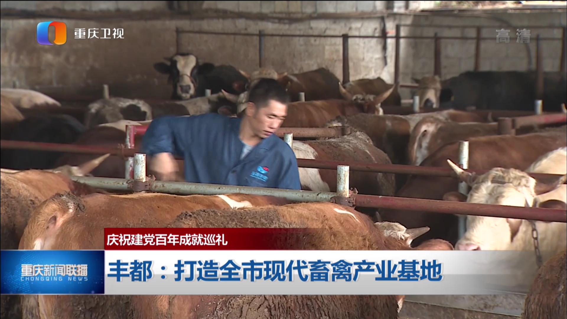 豐都新聞聯(lián)播揭秘城市角落的溫馨日常最新動(dòng)態(tài)