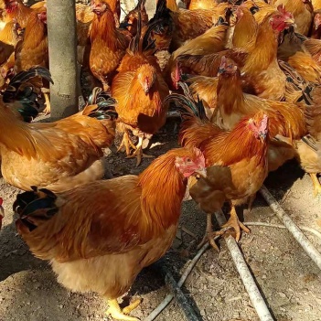 閹雞最新行情，巷弄深處的風(fēng)味秘境探索