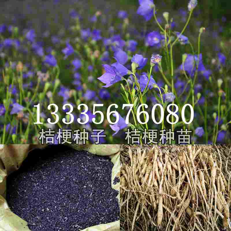 桔梗種子價(jià)格揭秘，成長(cháng)旅程與自信綻放之路