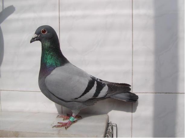 賽鴿定向新進(jìn)展揭秘，小巷中的神秘寶藏探索