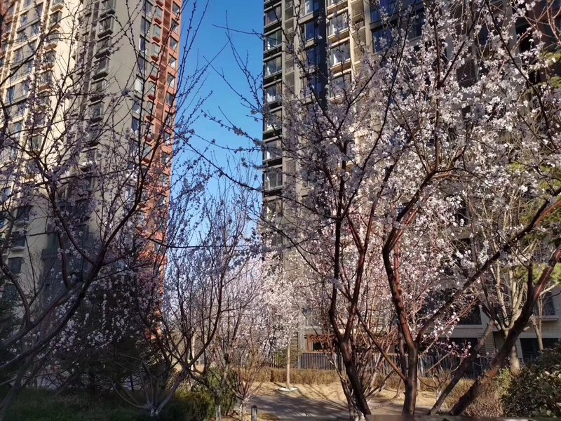 燕郊房?jì)r(jià)動(dòng)態(tài)更新，科技引領(lǐng)房產(chǎn)新紀元，最新資訊速遞