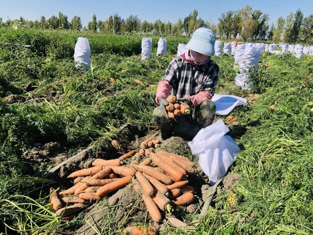 胡蘿卜最新市場(chǎng)價(jià)格概覽，最新市場(chǎng)價(jià)格指南