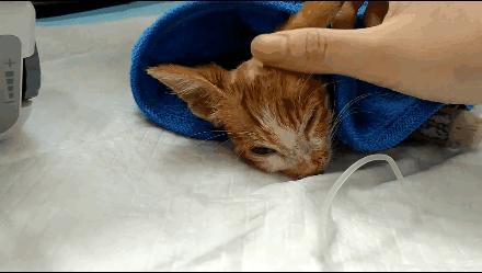 貓球比賽，激發(fā)潛力的勵志之旅