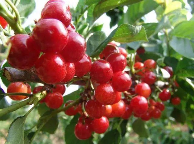 櫻桃產(chǎn)地價(jià)格最新動(dòng)態(tài)更新