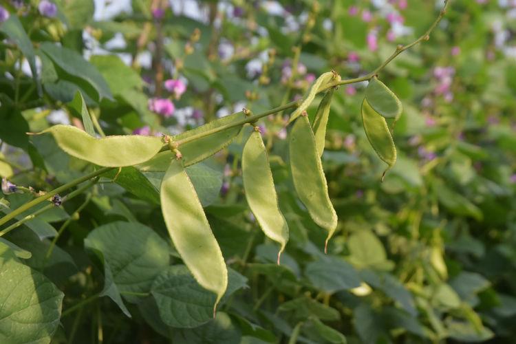 豆子行情，綠色之旅中的內心平靜探尋