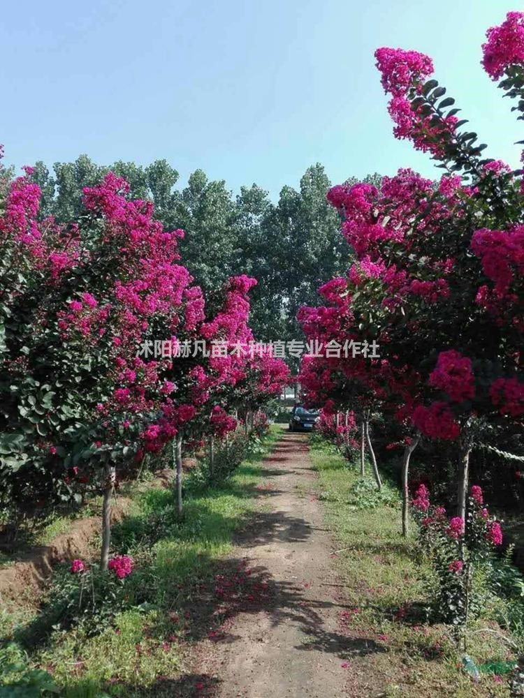 速生紫薇最新報價(jià)，開(kāi)啟自然美景的旅行邀請