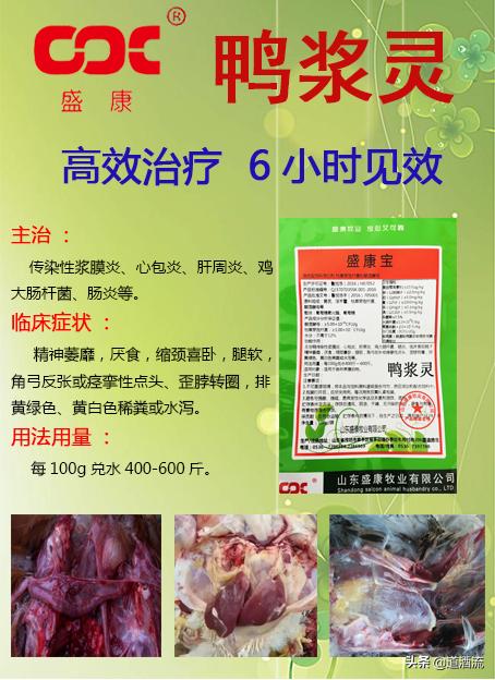 現在鴨苗行情詳解，選購、養殖與盈利的全方位指南