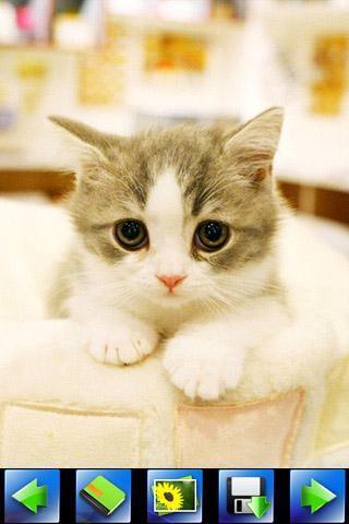 探索特色小店，最新貓咪應用下載，小巷隱藏寶藏的奇妙之旅