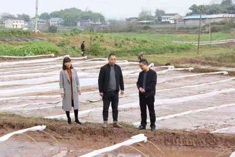 合川土場(chǎng)最新動(dòng)態(tài)更新，今日最新資訊速遞