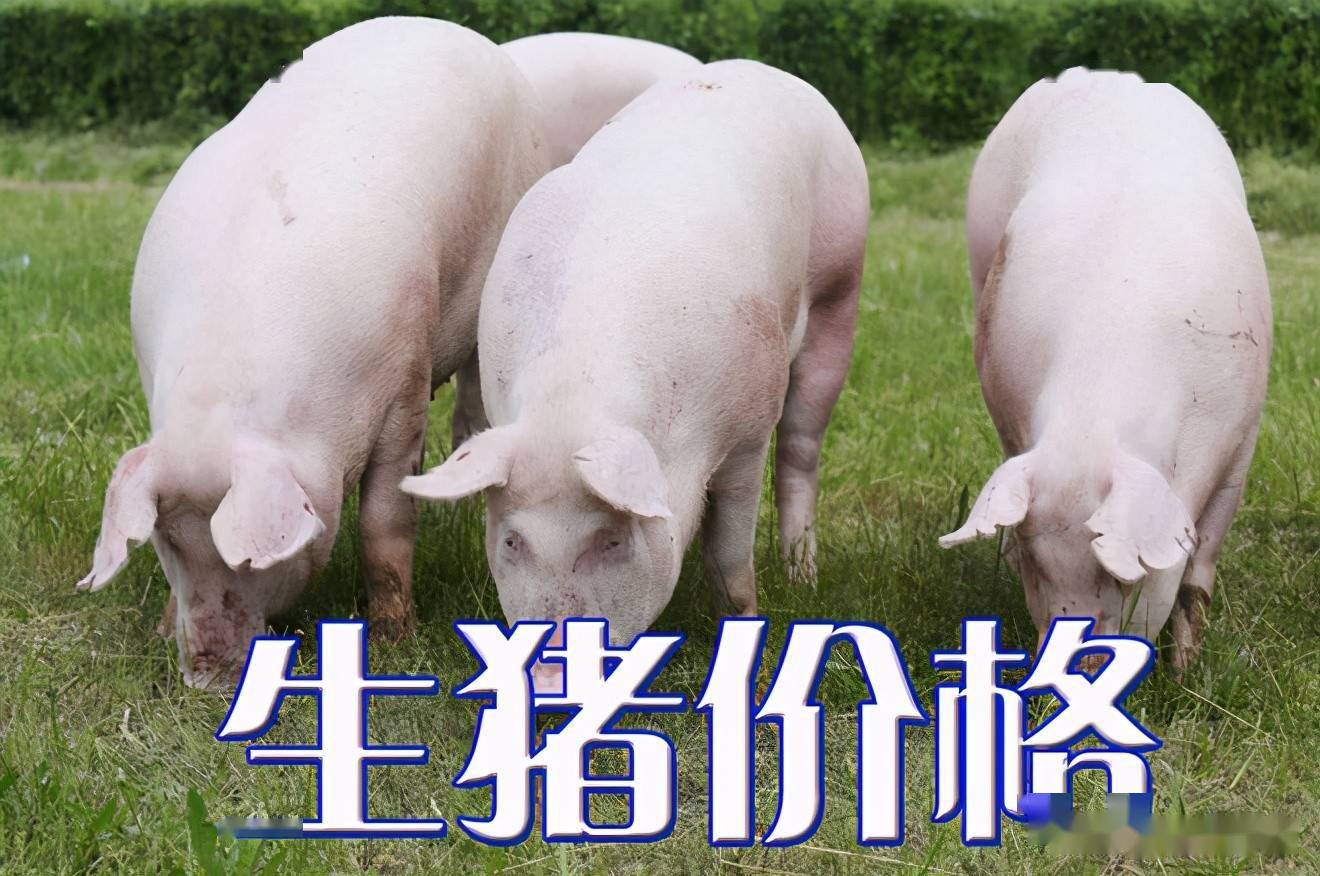 濰坊今日生豬價(jià)格探索，一場(chǎng)綠色之旅尋找內心平靜