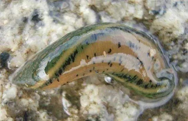 石斑魚(yú)孵化技術(shù)革新詳解，從入門(mén)到精通的孵化指南