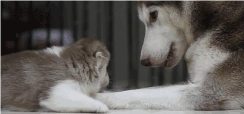 電視劇母子連心，心靈與自然的溫暖之旅