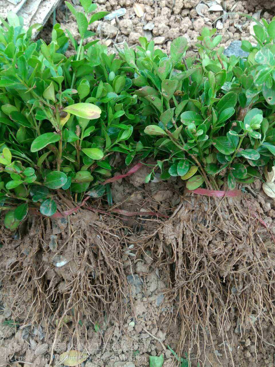 黃楊小苗價(jià)格探尋之旅，自然美景的邂逅與發(fā)現