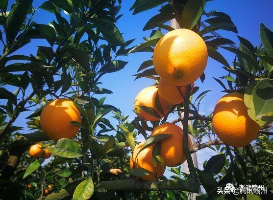 贛州上市公司，閃耀未來(lái)，共創(chuàng  )繁榮時(shí)代！