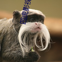 四虎影最新在線(xiàn)觀(guān)看，熱門(mén)影視的全新體驗