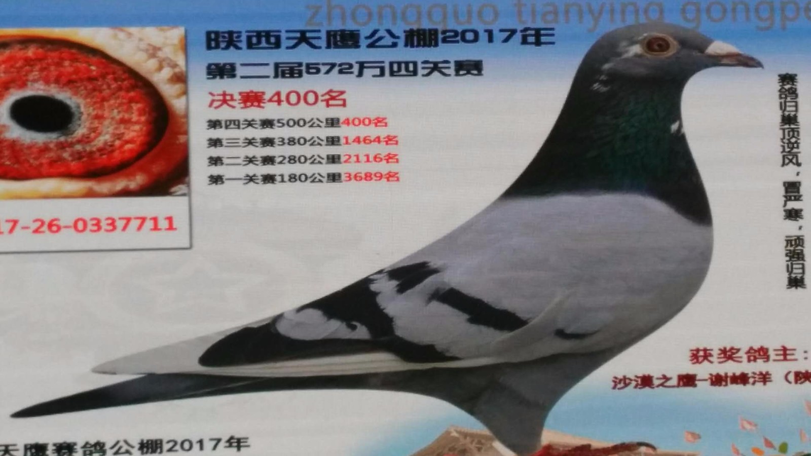 天鷹公棚歷程回顧，最新消息鑄就輝煌篇章