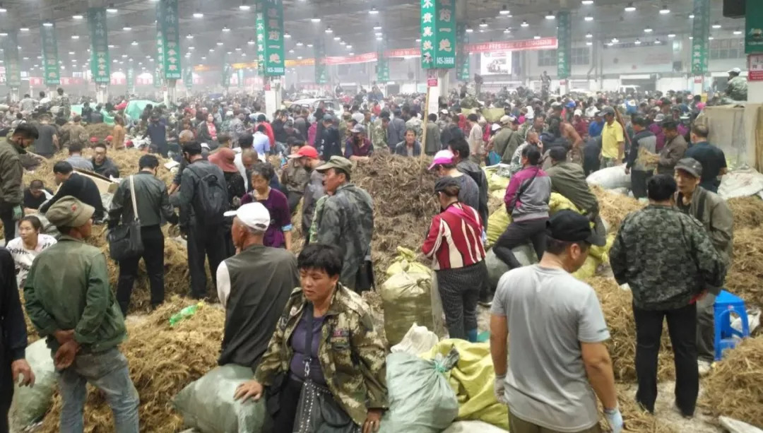 萬(wàn)良人參市場(chǎng)最新動(dòng)態(tài)揭秘，日常奇遇與溫情紐帶