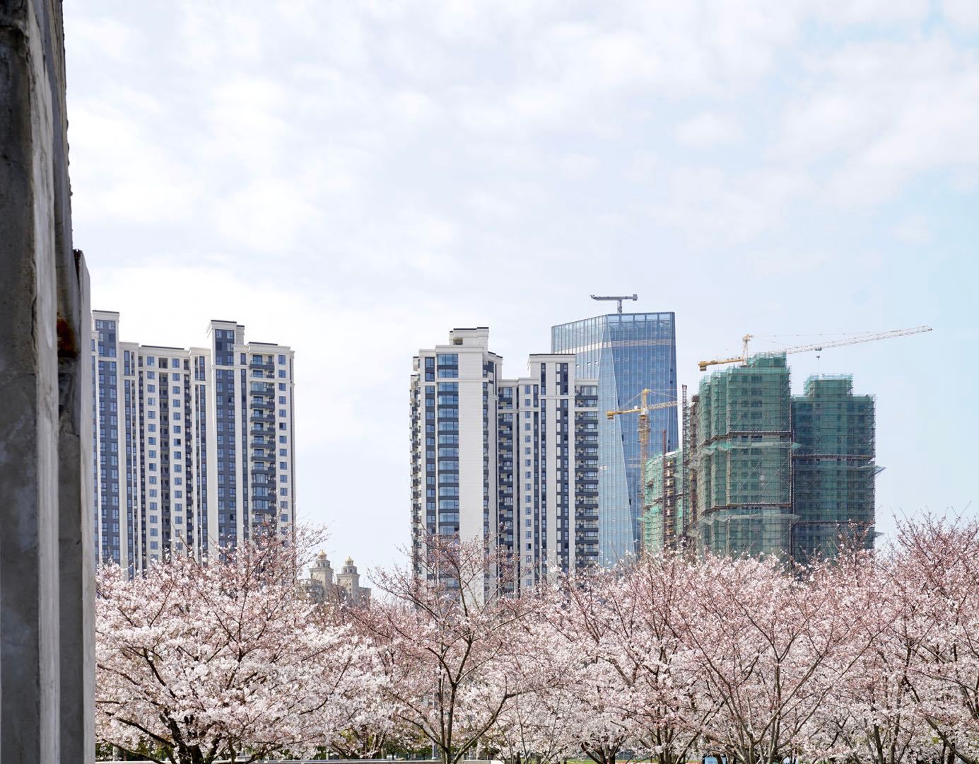 櫻花園置換最新進(jìn)展揭秘，科技重塑生活，煥發(fā)新生希望