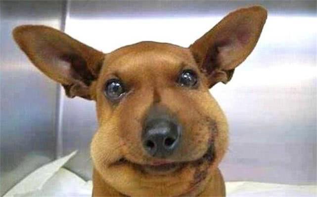 最新毒蜂，逆風(fēng)翱翔，學(xué)習鑄就自信與成就之巔