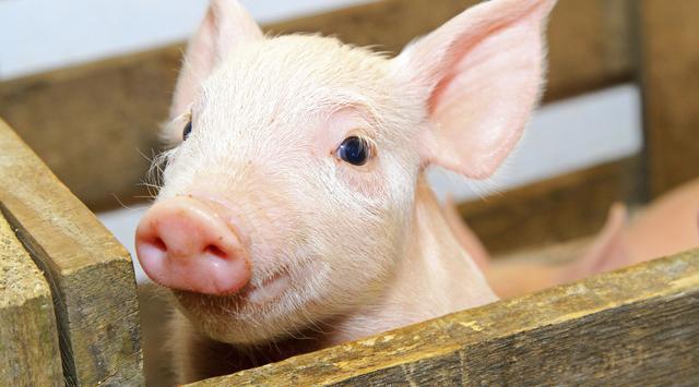 全國生豬最新行情深度解析與觀(guān)點(diǎn)闡述，今日市場(chǎng)趨勢分析