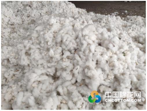 山東籽棉價(jià)格最新動(dòng)態(tài)更新