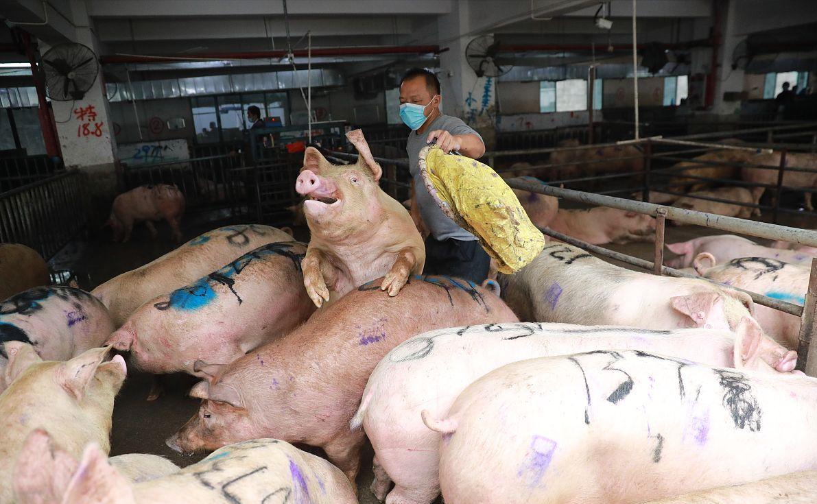 科技引領(lǐng)未來(lái)，最新小麥價(jià)格行情實(shí)時(shí)查詢(xún)動(dòng)態(tài)掌握