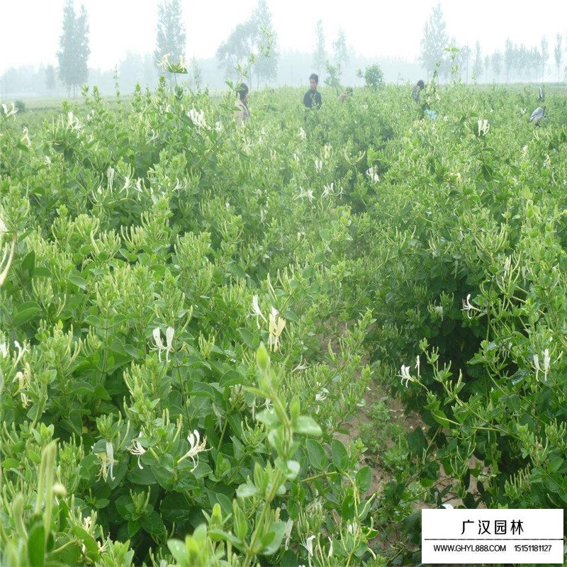 金銀花最新行情與機遇，價(jià)格變動(dòng)中的自信與成就感之源