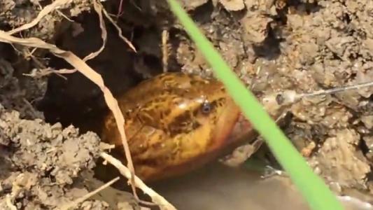 小巷深處的黃鱔釣與味覺(jué)盛宴