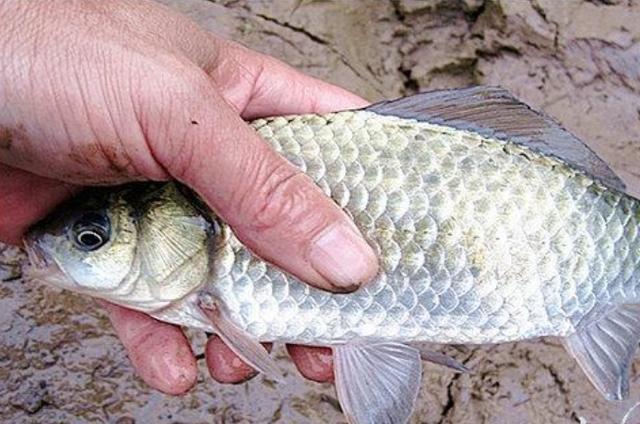 高科技智能魚(yú)探設備引領(lǐng)海洋探索新時(shí)代，最新魚(yú)訊速遞