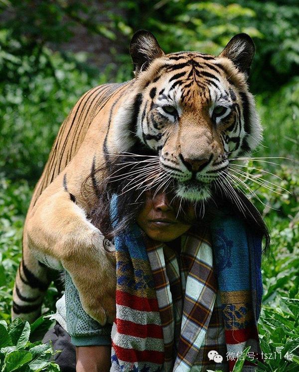 最新人與獸技能學(xué)習與實(shí)踐步驟指南，從理論到實(shí)操的全面指南