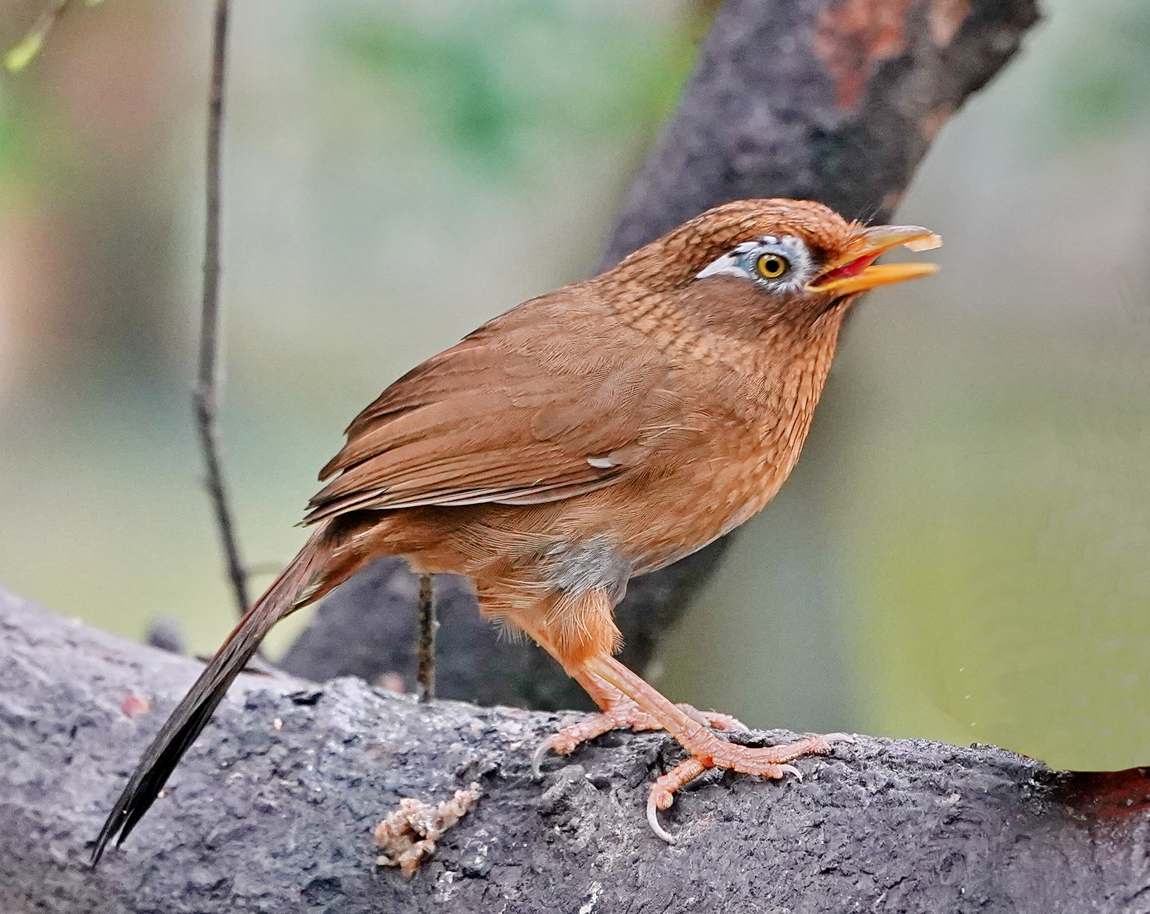 最新畫(huà)眉鳥(niǎo)，與自然美景的遨游，探尋內心平和的旅程