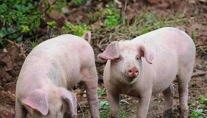 時(shí)代背景下的市場(chǎng)洞察，母豬價(jià)格最新行情分析