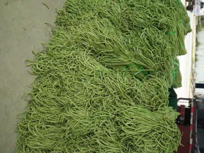 合浦豆角最新價(jià)格指南，獲取與比較豆角價(jià)格的方法及最新價(jià)格更新通知