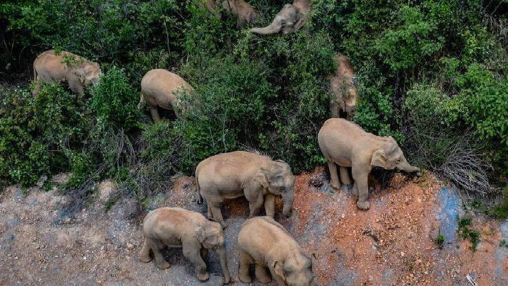 象群最新現身地，力量與自信之歌的演繹