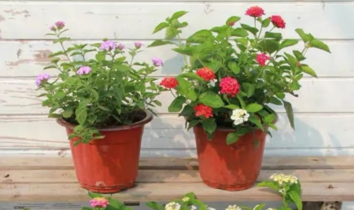 最新跳蛋閱讀視頻，溫馨的讀書(shū)時(shí)光探索之旅