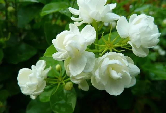 花香滿(mǎn)園最新章節獲取攻略，輕松閱讀新書(shū)章節的步驟