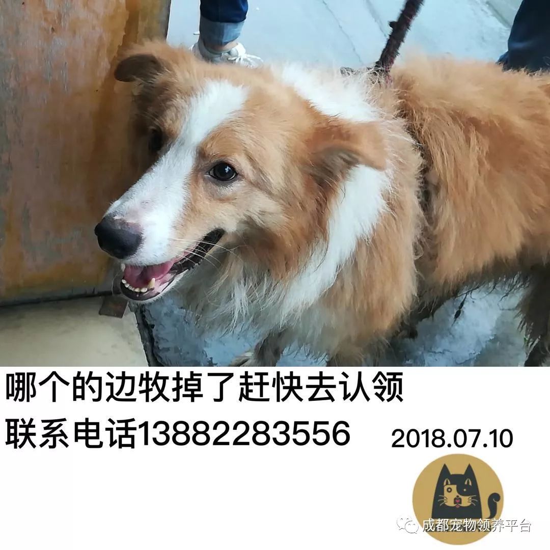 成都最新尋狗記，巷弄深處特色小店中的尋寵之旅