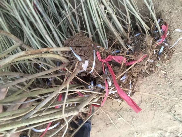 連翅最新價(jià)格深度解析，歷史背景、重要事件與地位探討