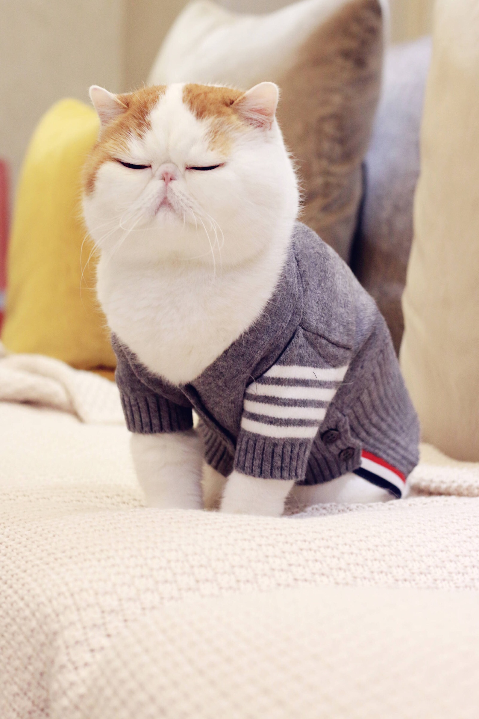 小胖Snoopy最新萌照，瞬間融化人心！