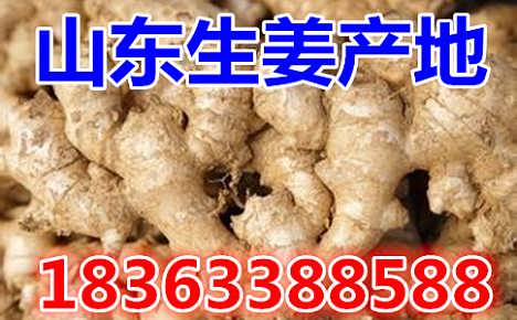 鮮姜最新價(jià)格揭秘，自然美景背后的旅行探索之旅