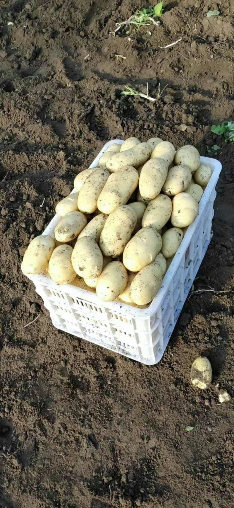 萊西土豆最新價(jià)格動(dòng)態(tài)，變化中的價(jià)值與學(xué)習中的力量