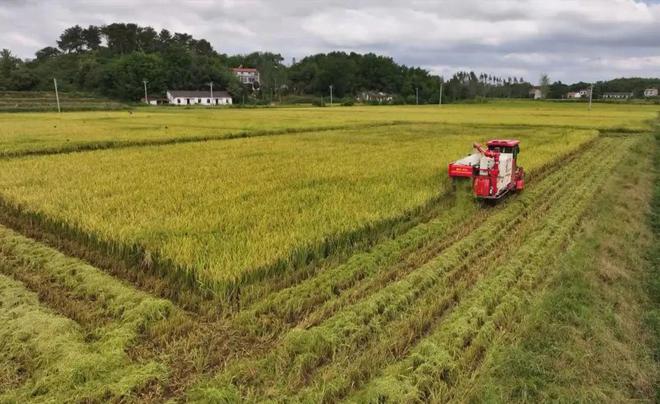 最新直播稻技術(shù)揭秘，小巷深處的稻田直播秘境探索