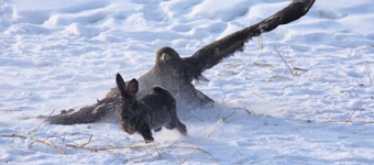 最新蒼鷹捕獵視頻與小巷深處的特色小店探秘揭秘