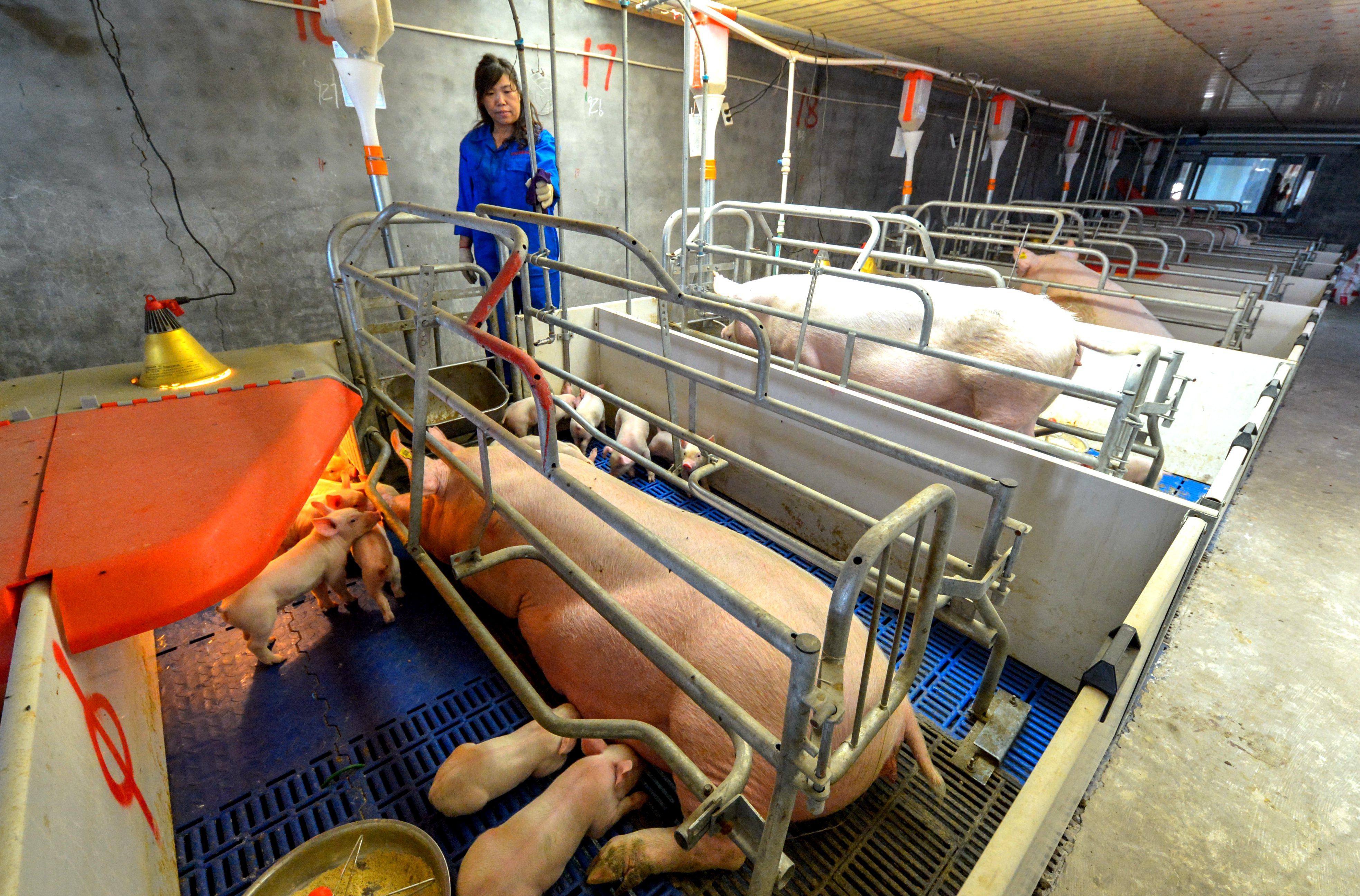 河北仔豬最新價(jià)格揭秘，小巷中的寶藏探索