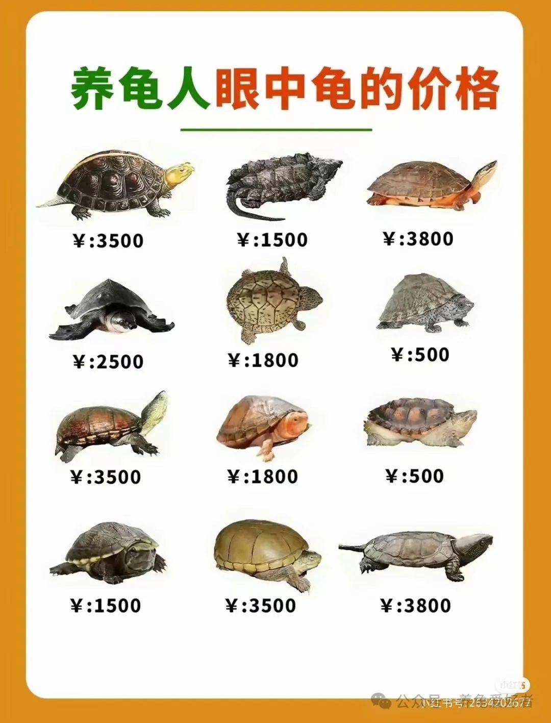 草龜最新價(jià)格及市場(chǎng)走勢多元觀(guān)點(diǎn)分析