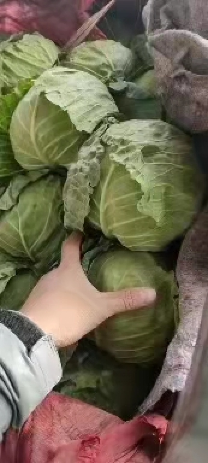 永年甘藍最新價(jià)格及市場(chǎng)走勢、種植要點(diǎn)與購買(mǎi)指南全解析