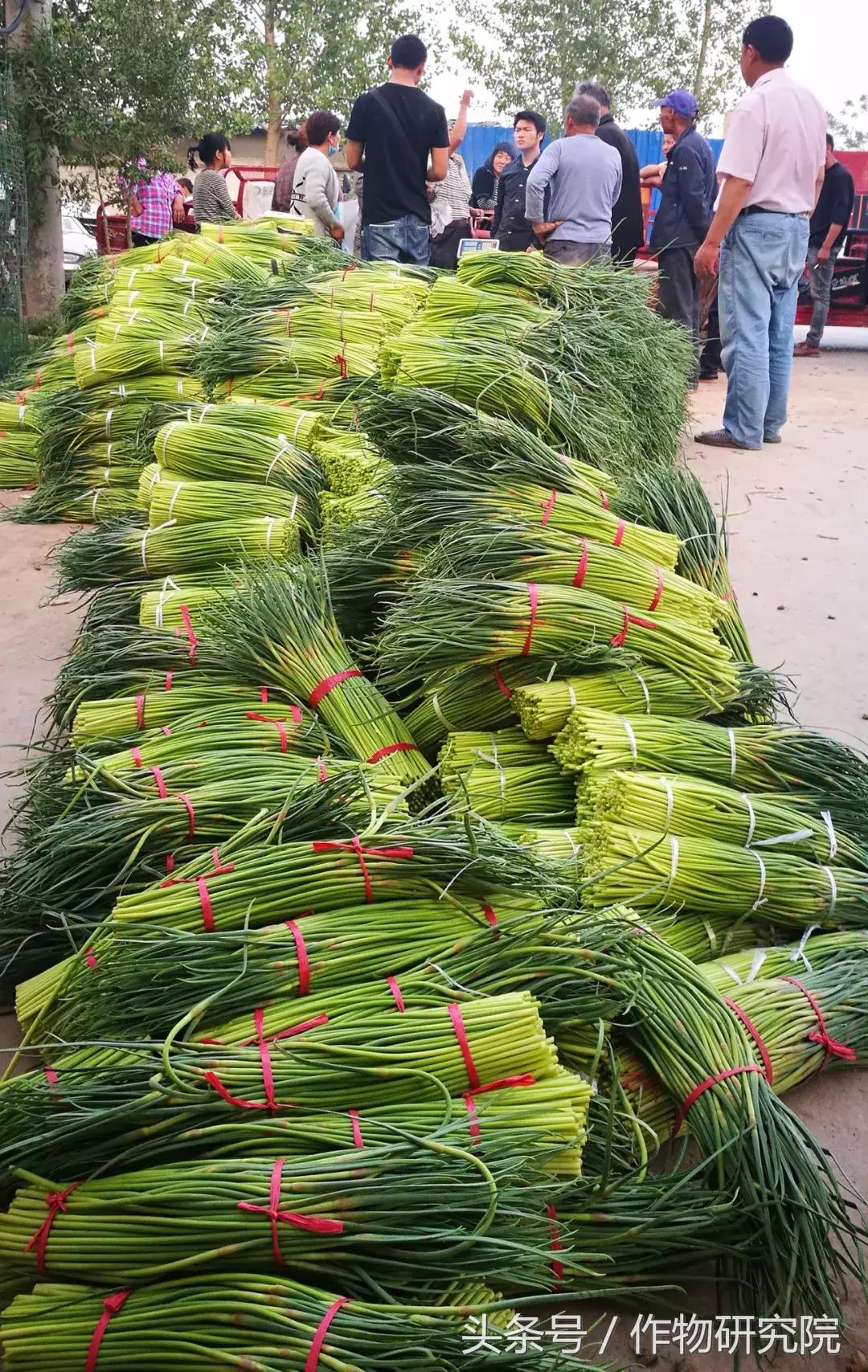 大蒜的奇妙旅程與溫馨故事，最新大蒜資訊報道