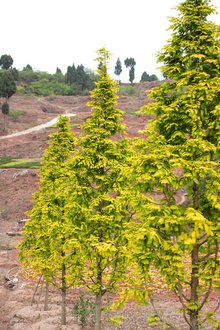 最新彩葉樹(shù)種種植與養護指南，從選種到養護一步到位！