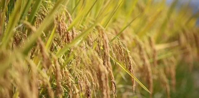 蒼南最新動(dòng)態(tài)，變化中的力量，學(xué)習鑄就自信與成就